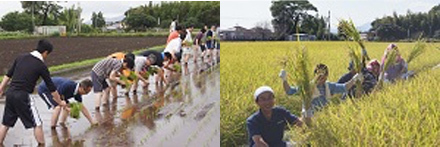 Rice planting and harvesting in Sony partner fields