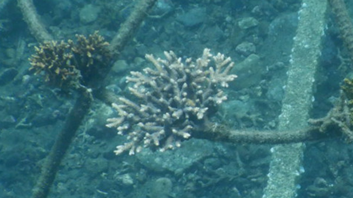 サンゴ保全活動写真1