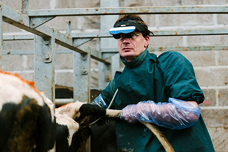 在畜牧业现场用于超声波诊断的头盔显示器