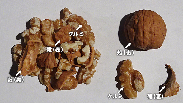 異物検査において一般的なカラーカメラで撮影した画像