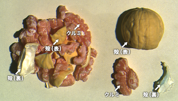 異物検査においてSWIR (1050/1200/1450 nm)で撮影し画像処理
                した画像